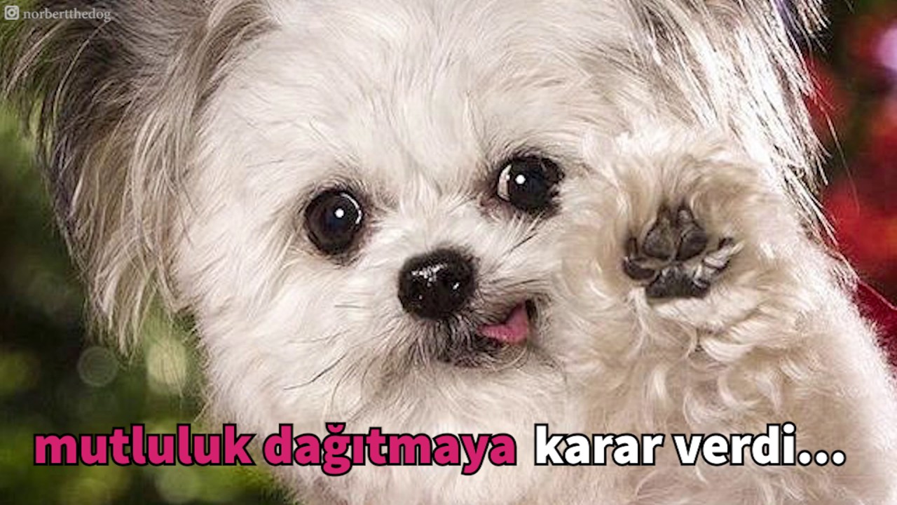 Dünyanın En Tatlı Terapi Köpeği YouTube