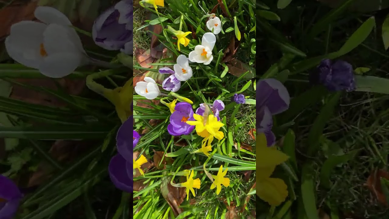 Spring bulbs & pollination