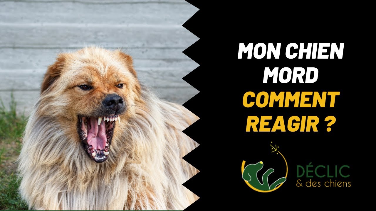 chien qui mord que faire