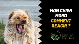 My tips for knowing what to do when my dog ​​bites!