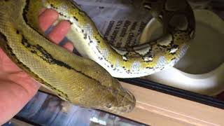 Picking up young Reticulated Pythons and dealing with their food response (without hook)