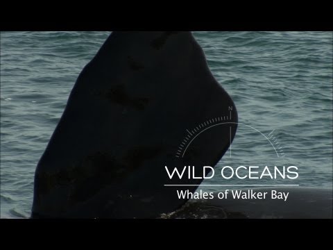 Whale Nursery