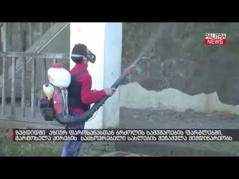 სამეგრელოში მოხალისეები მოსახეობას აზიურ ფაროსანასთან ბრძოლაში ეხმარებიან [Palitra TV]