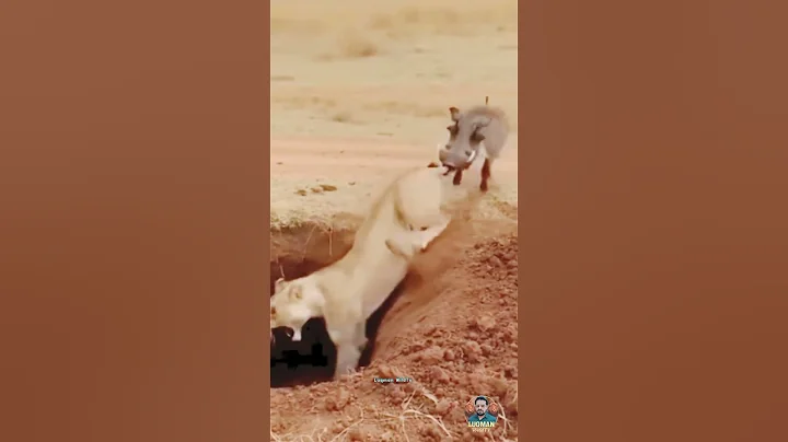 Unexpected Wildlife Twist #wildlife #lion