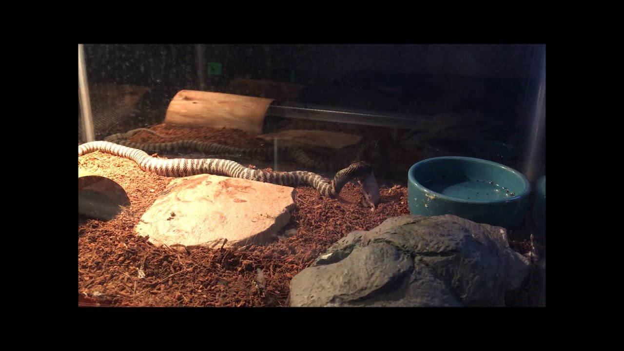 0.1 CBB'15 Naja nigricincta nigricincta, compilation feeding videos