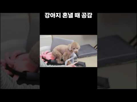 강아지 혼낼 때 공감