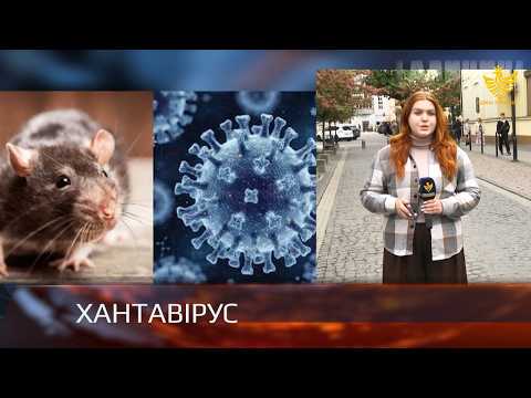 Випадків хантавірусу на Прикарпатті наразі немає