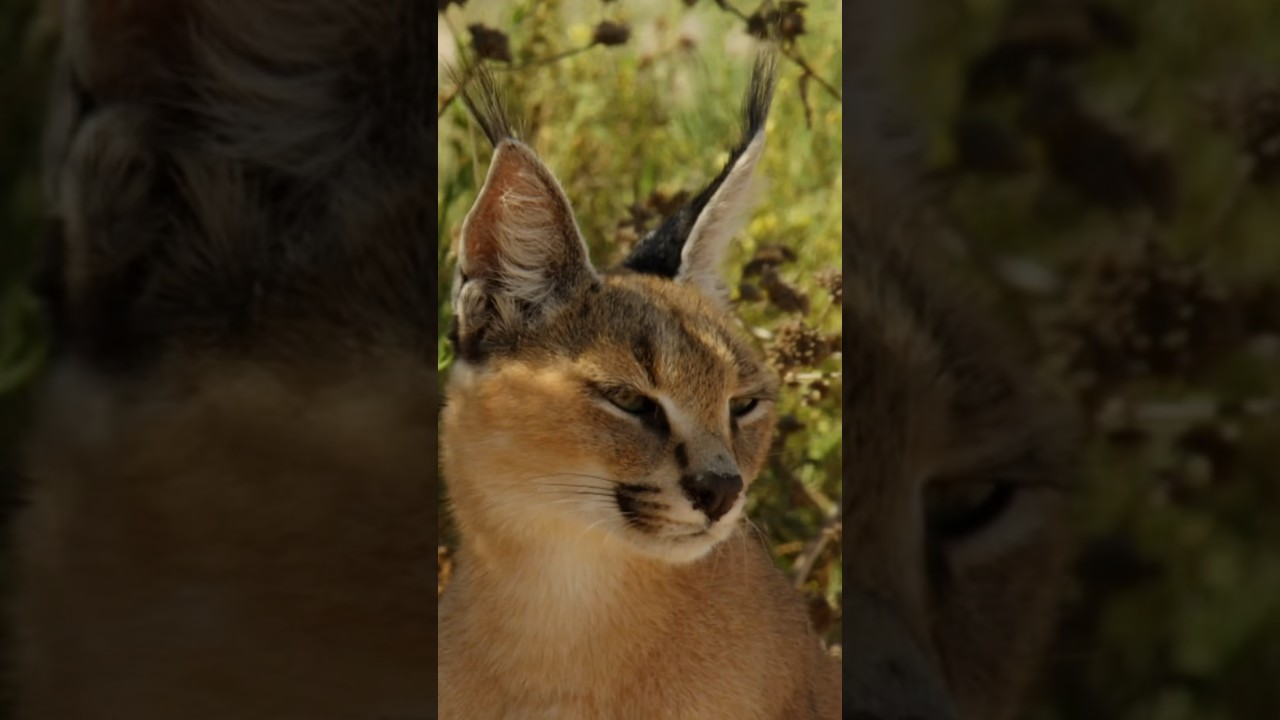 Follow the Hunter! Meet the Caracal! 🐈 Namibias Stealthy Desert Hunter with Perfect Hearing!