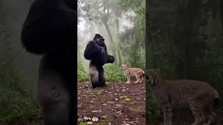 Gorilla Warning And The Lynxs Counterattack