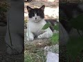 This little young cat want friendships 🤝 🐈⬛ #cats #shorts #reels #public