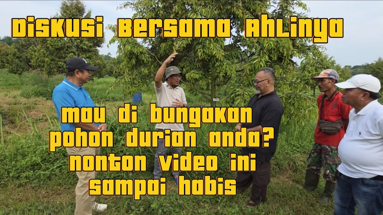PEMBUNGAAN POHON DURIAN BERSAMA PAK MARDIANTO DAN MULYANA AHMAD