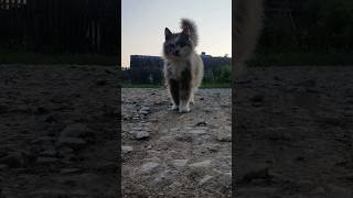 🐈 Милый ПУШИСТИК 🥰