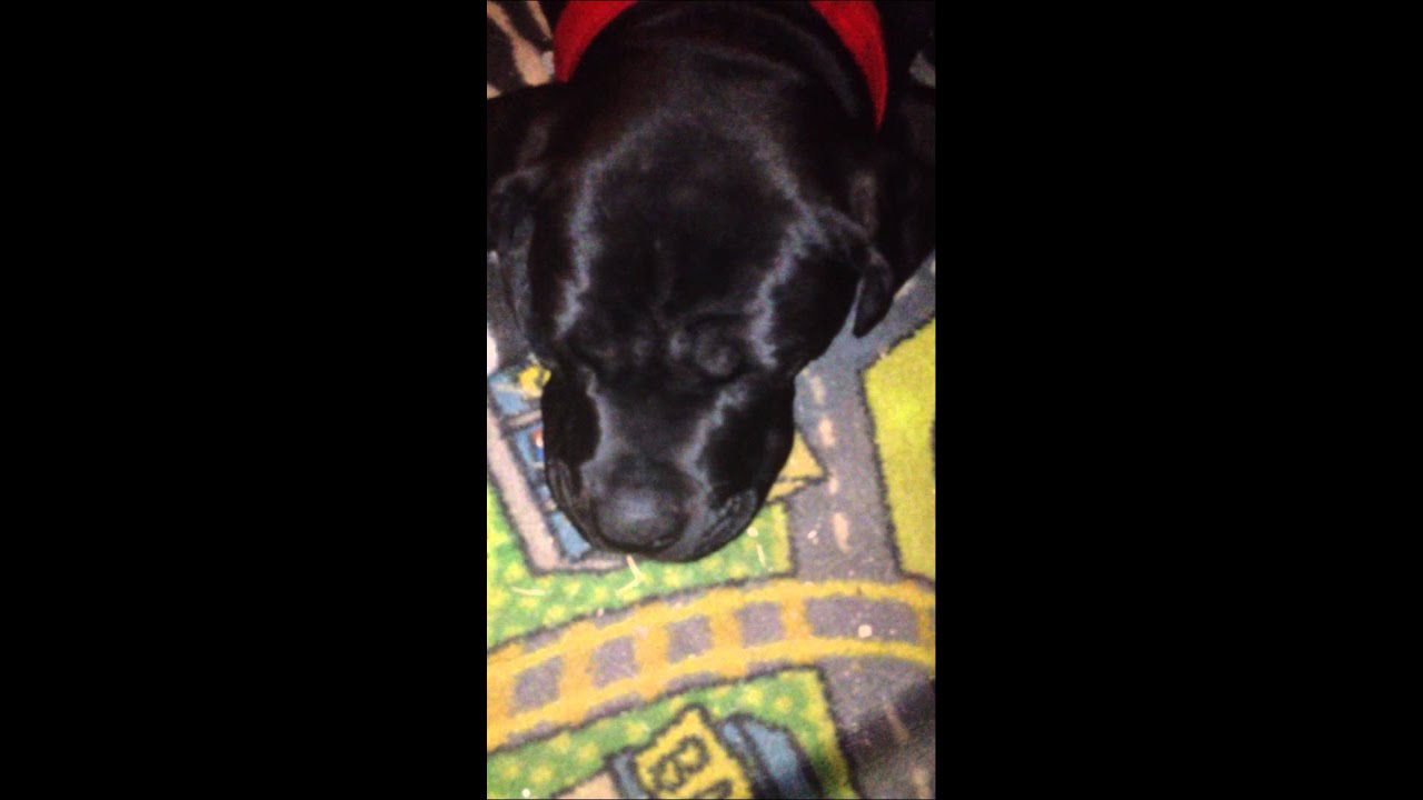 cane corso snoring