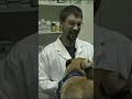 Dog Goes to the Vet - Part 3 #vetlife #vet #dog #doglover #doglovers #veterinarian #veterinary