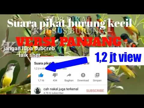 Suara pikat burung kecil paling ampuh  💯 ampuh  VERSI PANJANG360p 1