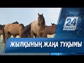 Батысқазақстандық шаруа жылқының жаңа тұқымын алуды көздеп отыр