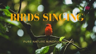 ① ❉ Pure Nature Mindful Sounds ➤ Birds Singing ❉ Health & Calming, Nervous System, Deep Relaxation.