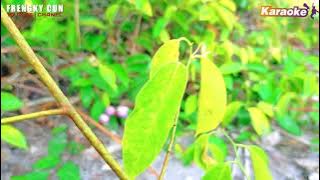 FA MO PAK NYIT FUNG -VERSI KARAOKE