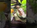 Empire Gudgeon eating Hikari Sinking Wafers