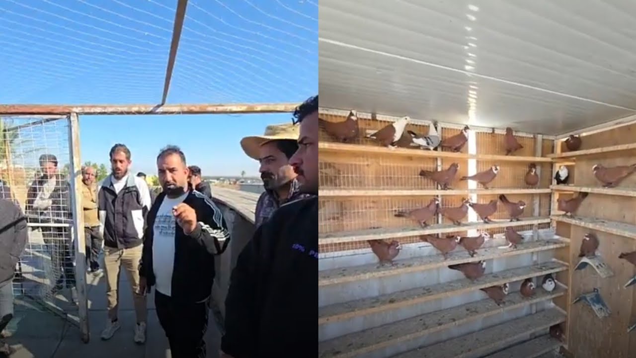 تفاصيل فكه اليوم فوز الكابتن علي فافون 