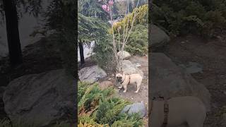 французский бульдог Мигель.