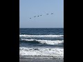 Pelicans fly over the ocean