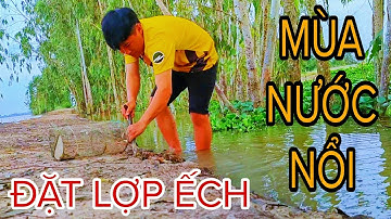 Mùa Nước Ngập Bờ Đê Đặt Lợp Ếch Sao Cũng Chạy // Học vlog