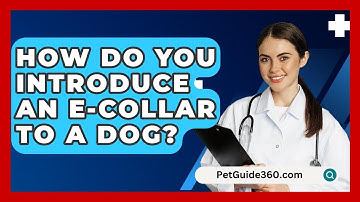 How Do You Introduce an E-Collar to a Dog? - PetGuide360.com