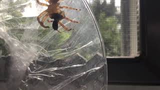 A Huntsman eating a spider