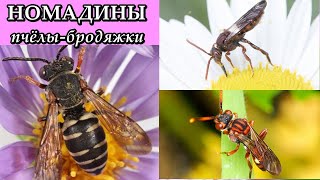 НОМАДИНЫ - Пчёлы-бродяжки