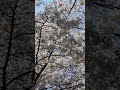 서대문안산 벚꽃길 #벚꽃명소