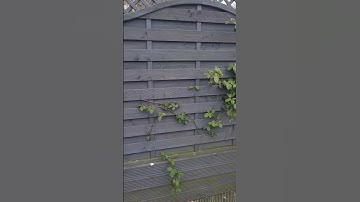 Brambles Invading Neighbour