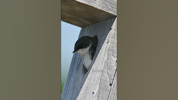 TREE SWALLOW IN NESTING BOX #SHORTS