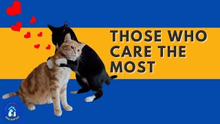 Top 10 Most Loving Cat Breeds  Feline Co