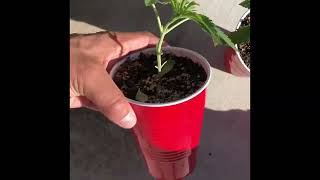 Gelato 41 Defoilation