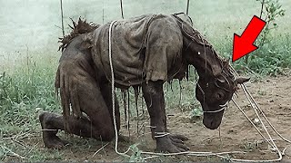 This Texas Farmer Found SOMETHING Absolutely IMPOSSIBLE On His Property!