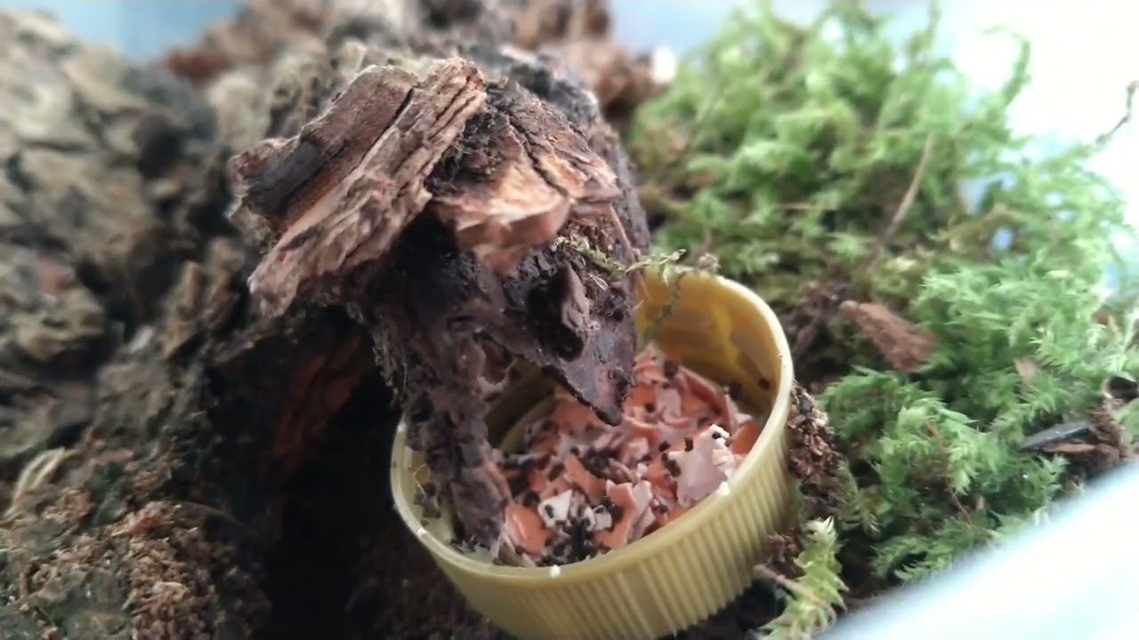 Мои новые мокрицы. Porcellio scaber orange dalmatian