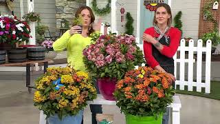 Roberta's 3-Piece Native Butterfly Asclepias Live Plants on QVC