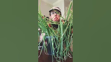 Thumbnail of How to cut Fancy Curly Green Onions