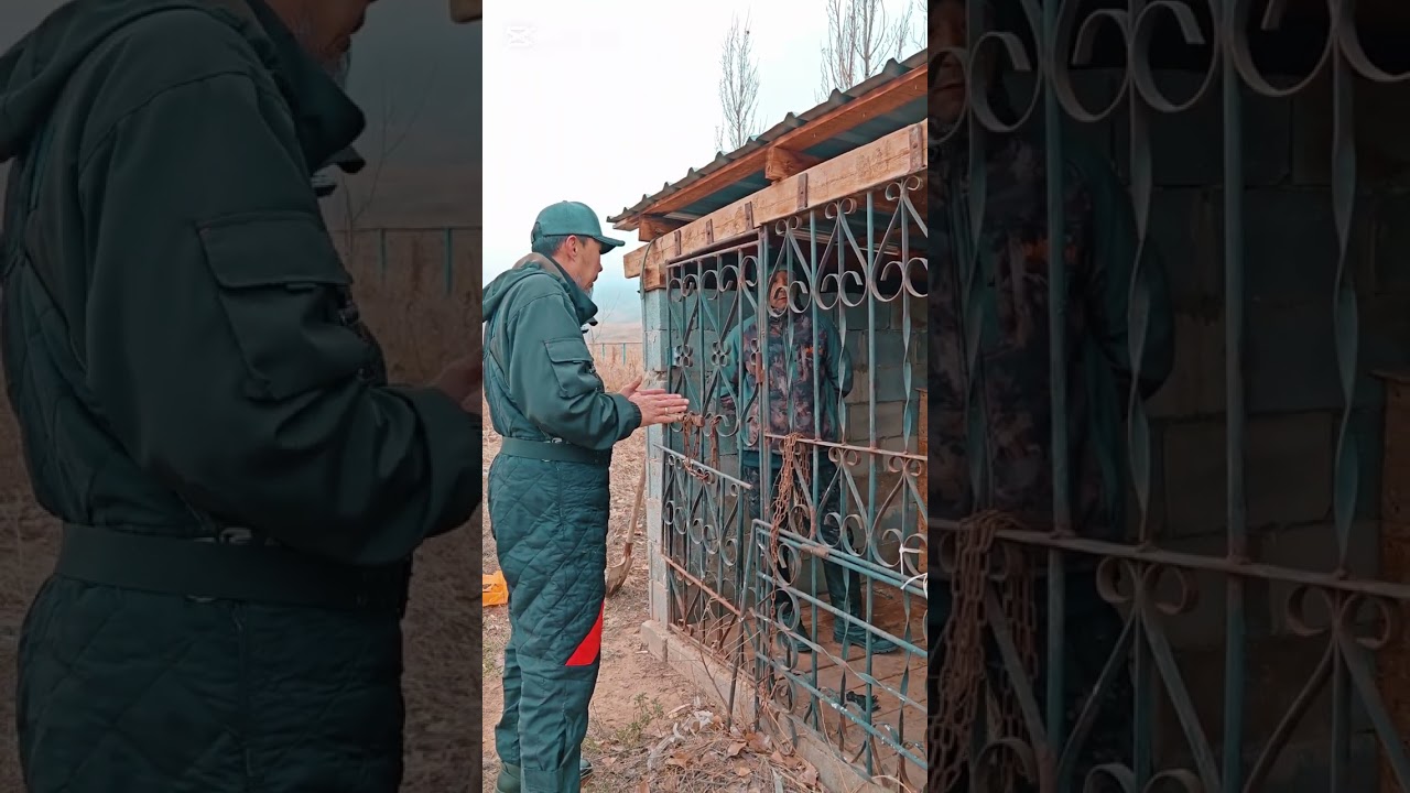 Безконтрольный Алабай.