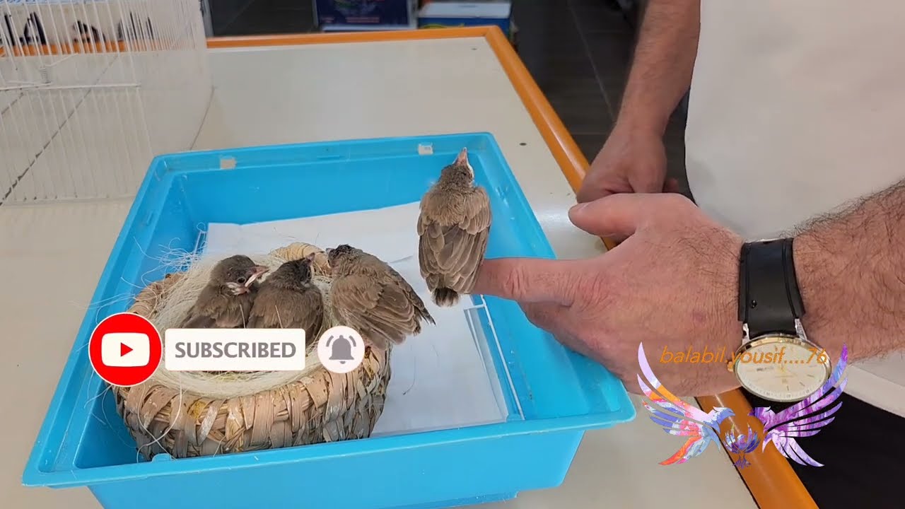 Лучший корм для птенцов белощекого бюльбюля. Каотучить бульбюлей от груди. Какой тип еды. Как идак