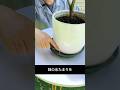 高い鉢スタンド、実は必要ありません。