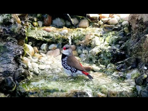 How to build a WATERFALL / POND in your outdoor aviary