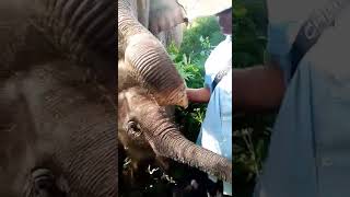 Elephants in Ratanakiri - Banlung NatureTrekking Tours