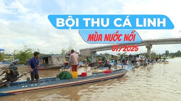 BỘI THU CÁ LINH MÙA NƯỚC NỔI - NƯỚC NỔI VÈ BIÊN GIỚI TRÀN ĐẦY SỨC SỐNG | Miền Tây Phố