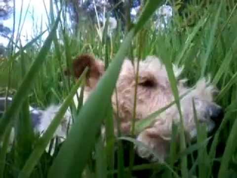 Video: Kodėl šuo ėda žolę