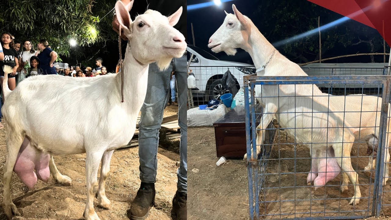 VEJA A CRIAÇÃO DE CABRAS LEITEIRAS DO CAPRIL DA DONA VÂNIA E A DISPUTA DO TORNEIO (Parte 02) 