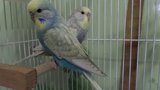 budgies flying singing playing bird four