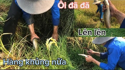 Fishing kích cá lóc đồng Ở￼ mương lúa cạn toàn hàng khủng trong hang