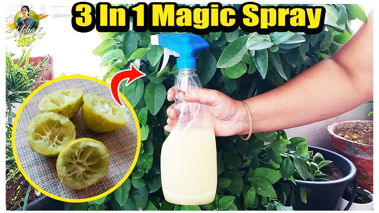 3 In 1 Magic Spray Must use for Leaf Fungus Gardening Tips in